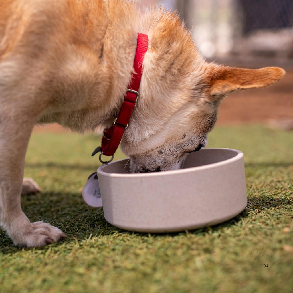 Why a Bamboo Bowl Might Just Be the Upgrade Your Pet’s Kitchen Needs